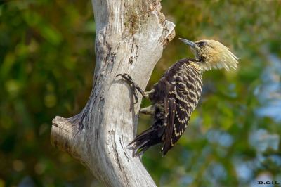 PICA PAU DE CABEZA AMARELA (Celeus flavescens) (H)